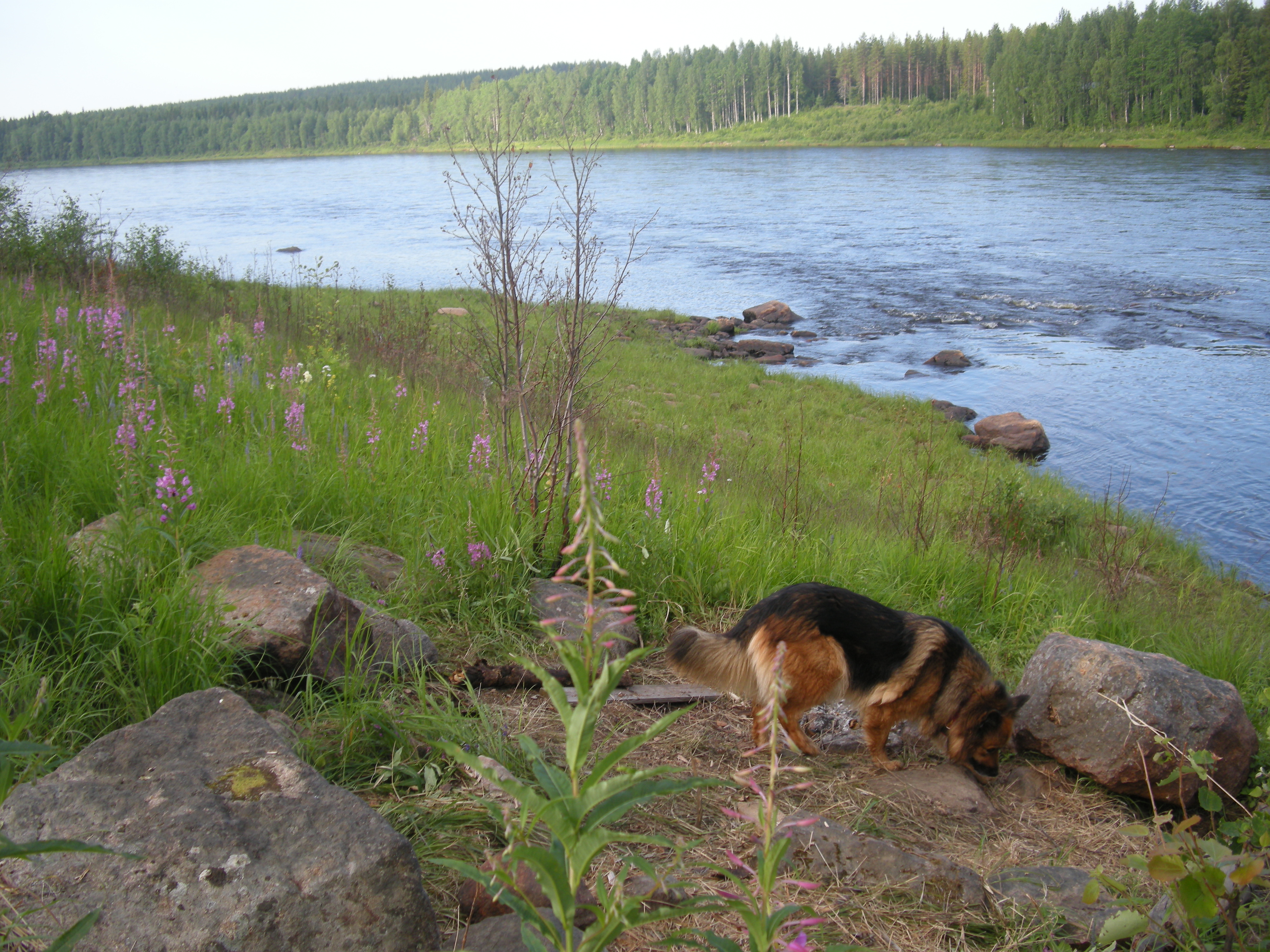 Joen ranta kesällä